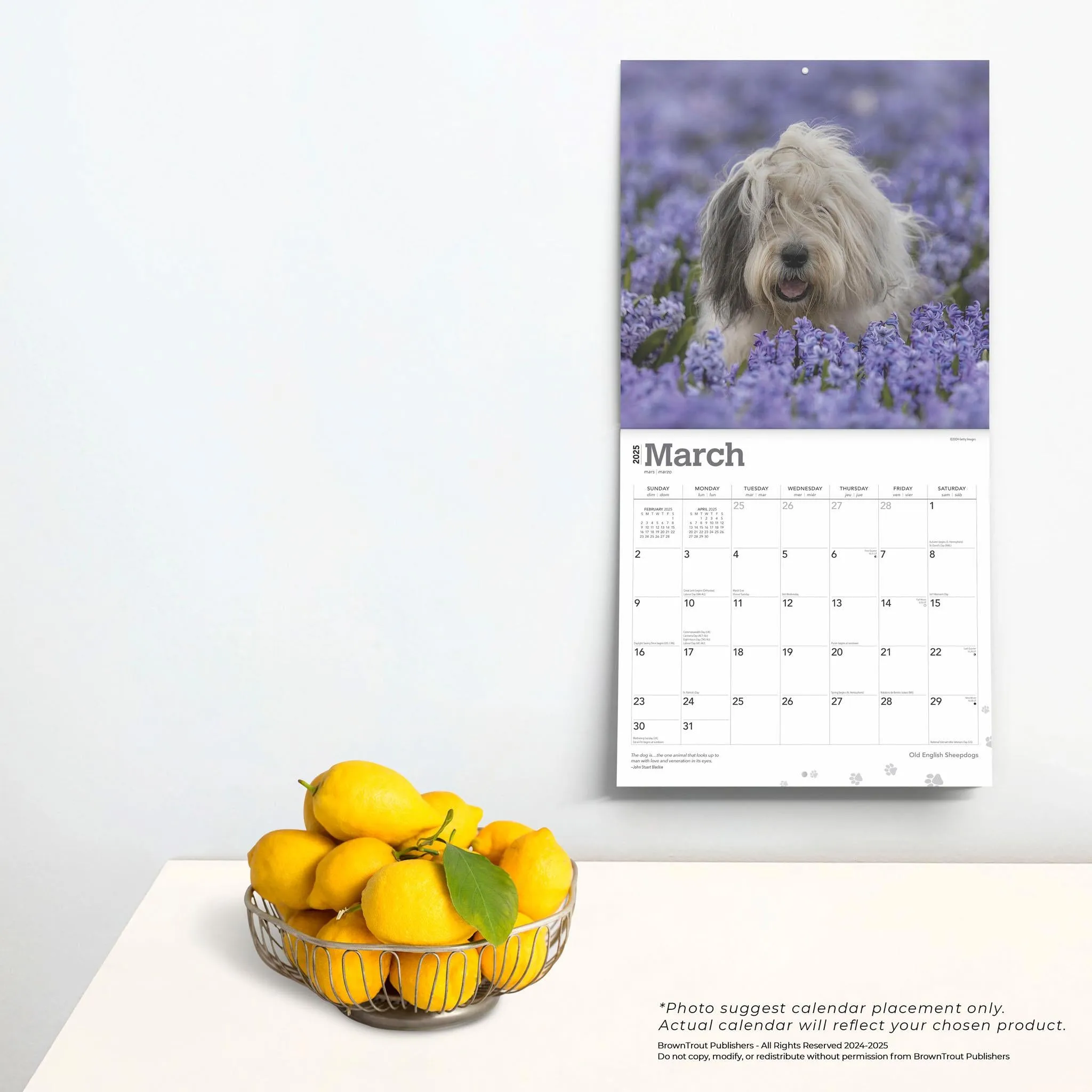 Old English Sheepdogs Wall 2025 Calendar